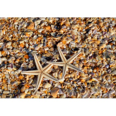 Puzzle  Grafika-F-31126 Shells and Starfish