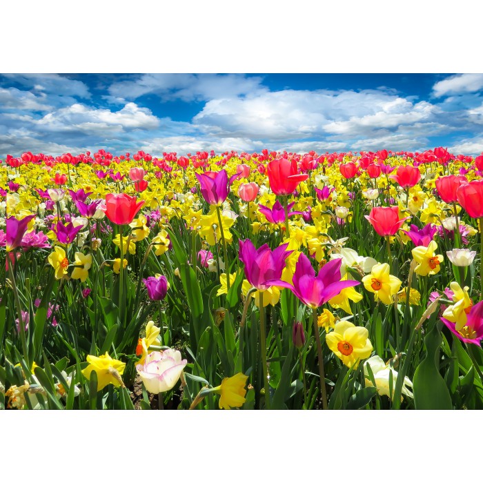 Puzzle Grafika-F-31633 Tulipes