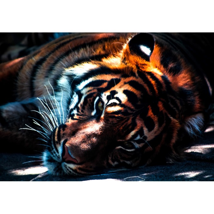 Puzzle Grafika-F-31918 Tigre