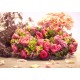 Grafika - Bouquet Vintage