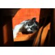 Grafika - Chaton