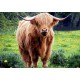 Grafika - Highland Cattle
