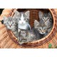 Grafika - Kittens in a Basket