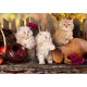 Grafika - Persian kittens