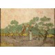 Grafika - Van Gogh: Women Picking Olives,1889
