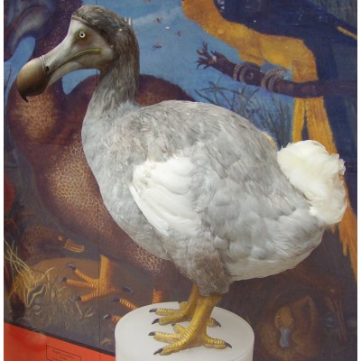 Puzzle  Grafika-00583 Ballista - Dodo Reconstruction (Raphus cucullatus)
