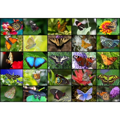 Puzzle  Grafika-01220 Collage - Schmetterlinge