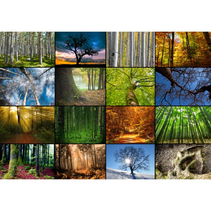Puzzle Grafika-01369 Collage - Trees