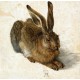 Grafika - Albrecht Dürer - The Rabbit, 1502
