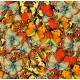 Grafika - Butterflies Butterflies Butterflies!