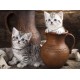 Grafika - Chatons en pots