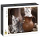 Grafika - Chatons en pots