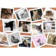 Grafika - Collage - Chats