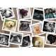 Grafika - Collage - Chiens