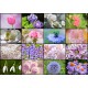 Grafika - Collage - Spring Flowers