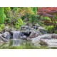 Grafika - Deutschland Edition - Jardin Japonais, Bonn