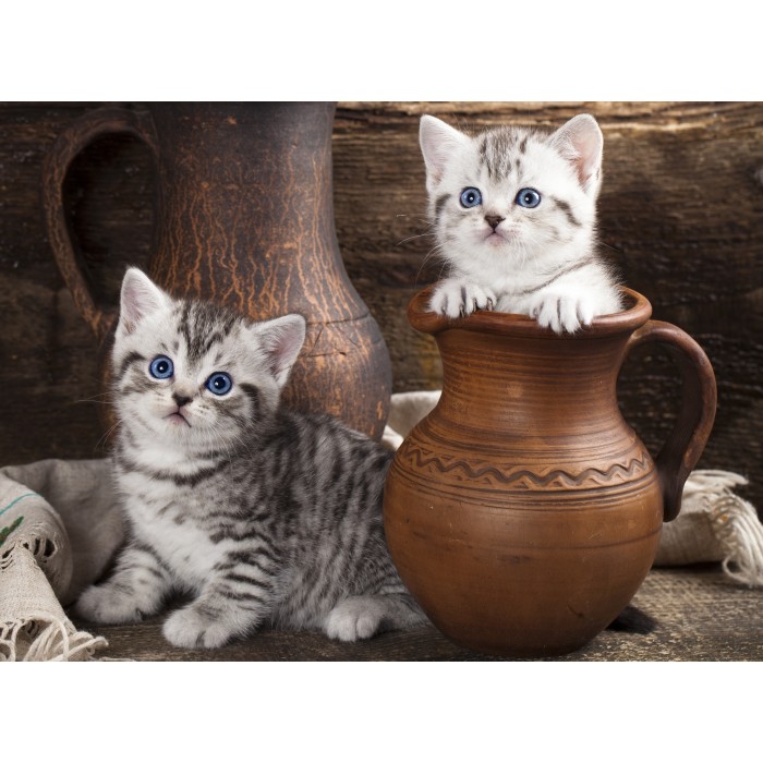 Puzzle Grafika-F-30274 Chatons en pots