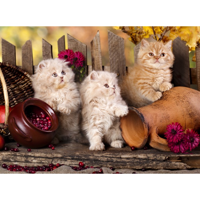 Puzzle Grafika-F-30297 Chats Persans