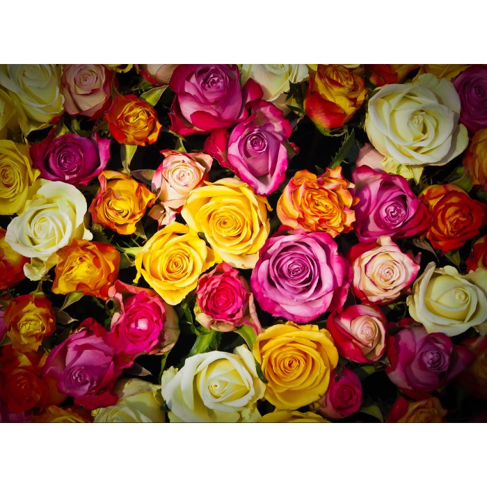 Puzzle Grafika-F-30402 Roses