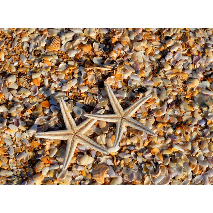 Puzzle Grafika-F-30463 Shells and Starfish