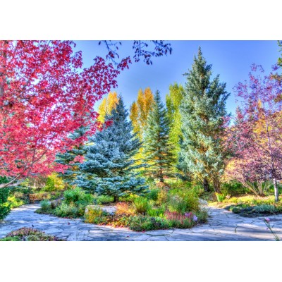 Grafika - 500 pièces - Colorful Forest, Colorado, USA