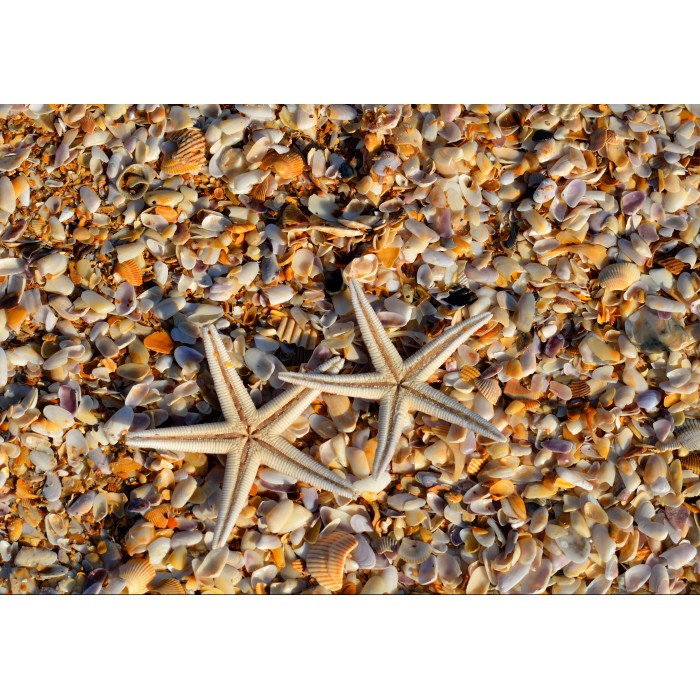 Puzzle Grafika-F-32804 Shells and Starfish