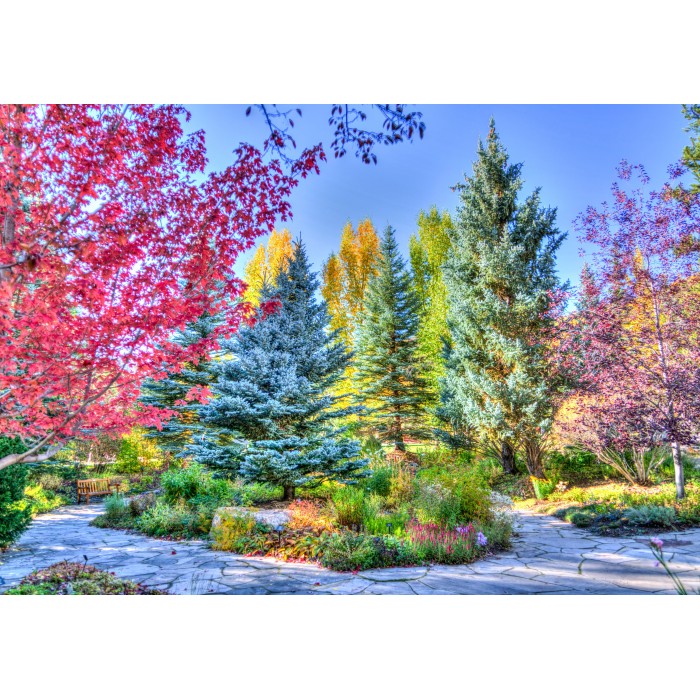 Puzzle Grafika-F-33245 Colorful Forest, Colorado, USA