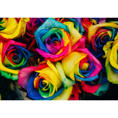 Grafika - 1000 pièces - Roses Multicolores