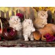 Grafika - Persian kittens