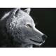 Grafika - Schim Schimmel - Wolf Light