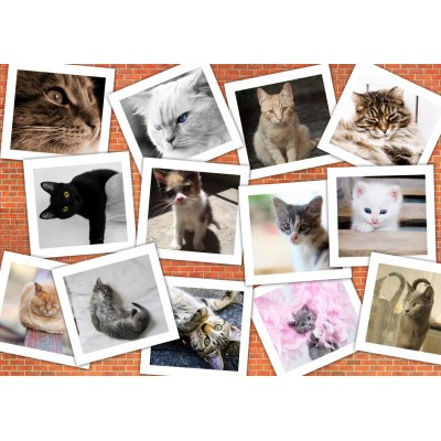 Grafika - 1500 pièces - Cats