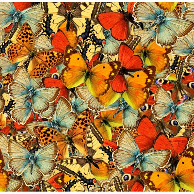 Grafika - 1000 pièces - Butterflies Butterflies Butterflies!