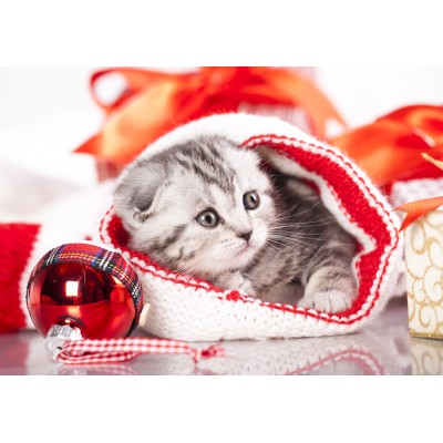 Grafika - 12 pièces - Christmas Kitten