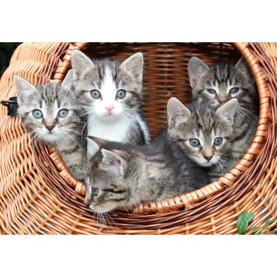 grafika-Puzzle - 12 pieces - Kittens in a Basket