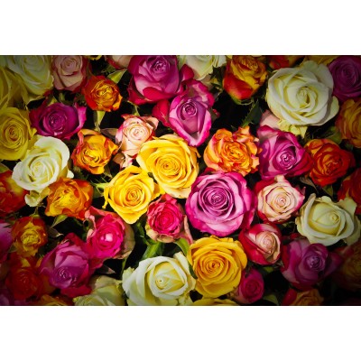 Grafika - 204 pièces - Roses