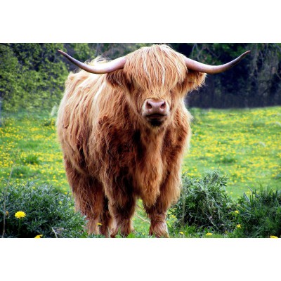 Grafika - 204 pièces - Vache des Highlands