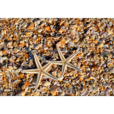 Grafika - 12 pièces - XXL Pieces - Shells and Starfish